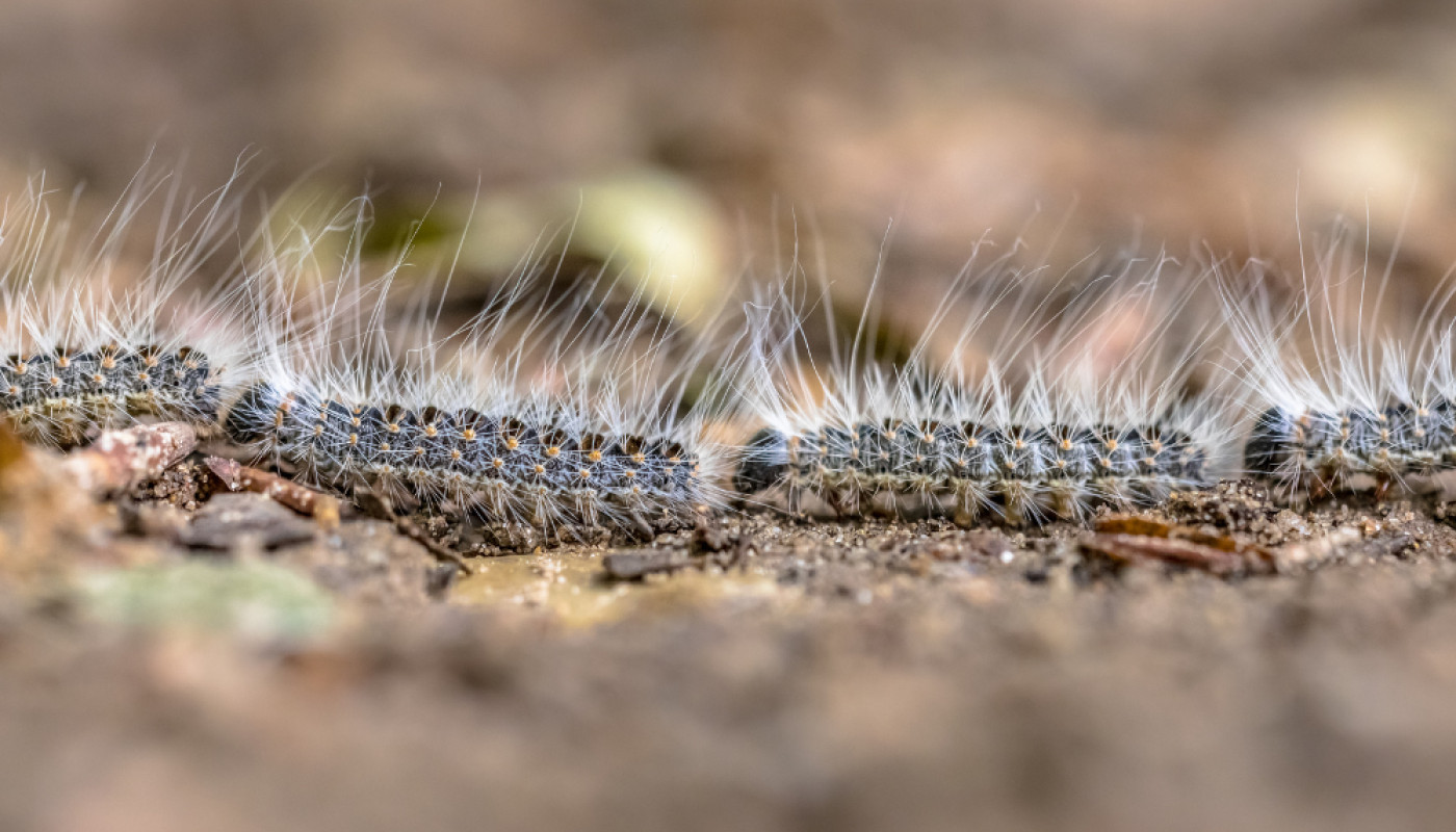En 2026, pour tuer des chenilles processionnaires, contactez Allô Guêpes !